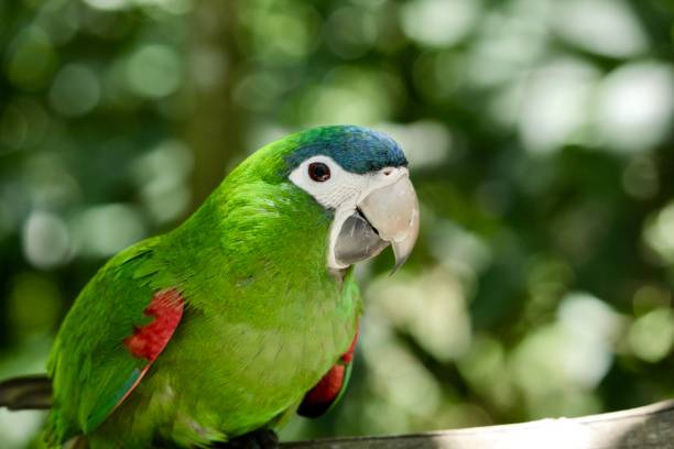 istock Red-shouldered macaw, Diopsittaca nobilis. South American green parrot 1351582333