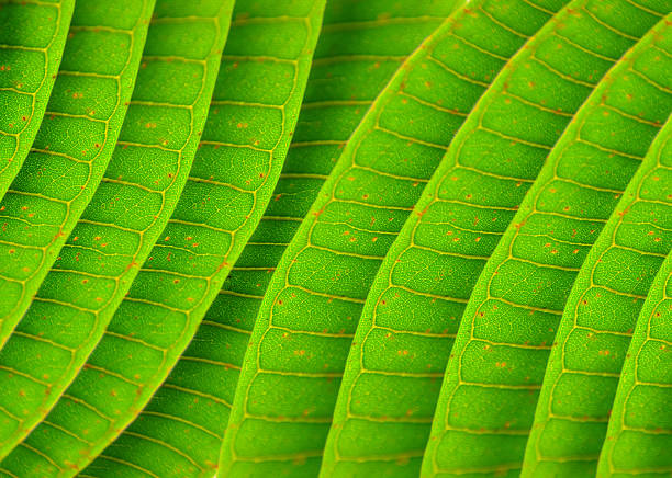 istock Texture of a green leaf as background 135158415