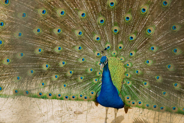 istock Beautiful colorful blue peacock with open tail. 1351585412