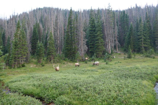 istock Forest and meadow scene with caribou in background 1351587010