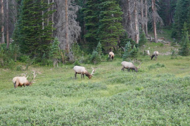 istock Green meadow scene with caribou grazing by forest 1351587039