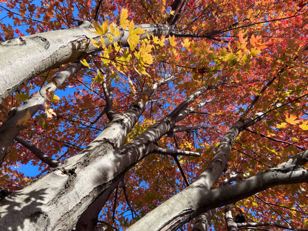 istock Autumnal Tree in Early November 1351588733