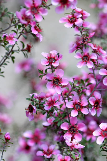 piękne australijskie różowe kwiaty drzewa herbacianego manuka z leptospermum scoparium, rodzina myrtaceae - manuka zdjęcia i obrazy z banku zdjęć