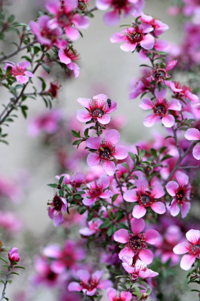 fotografii de stoc, fotografii și imagini scutite de redevențe cu frumos australian nativ roz manuka flori de arbore de ceai de leptospermum scoparium, familia myrtaceae - leptospermum