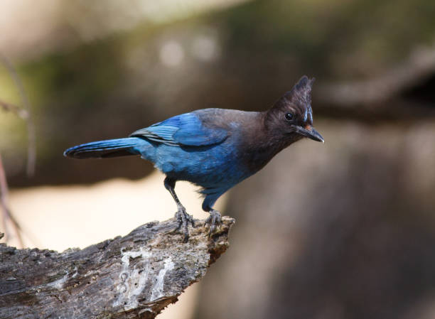 istock Steller's Jay Perched on a Branch 1351592308