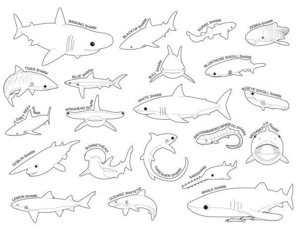 Vector illustration of Shark Various Kind Identify Cartoon Vector Black and White