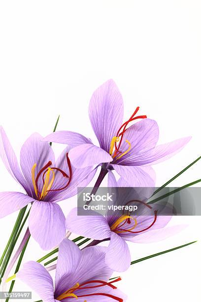 Roxo Flores - Fotografias de stock e mais imagens de Açafrão - Açafrão, Flor, Antioxidante