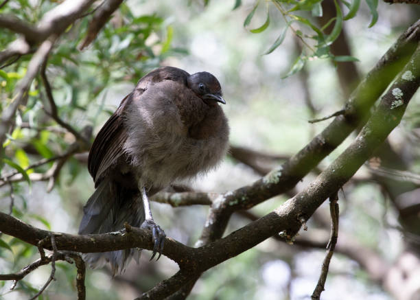 Superb Lyrebird on a tree branch. Wild baby Superb Lyrebird in a tree. Dandenong Ranges, Victoria. Waiting for it's mother. superb lyrebird stock pictures, royalty-free photos & images