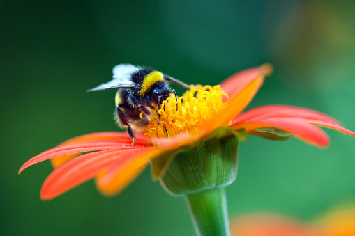 Bumblebee on the red flower.