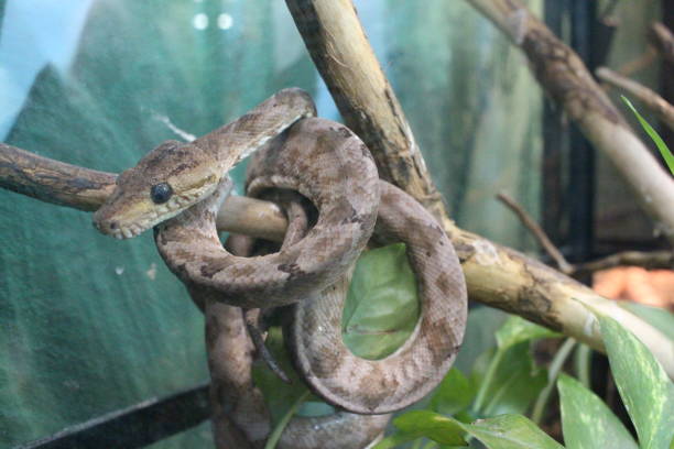 istock venomous snake viper in a terrarium animal reptile 1351596384