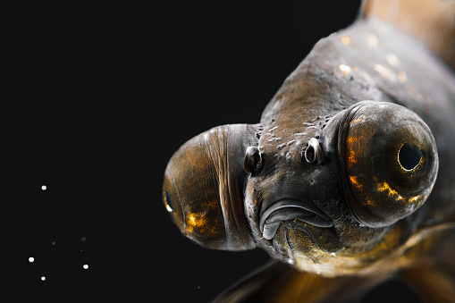 Goldfish swimming in the water with a black background photographed in Chengdu