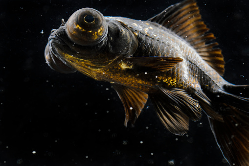 Goldfish swimming in the water with a black background photographed in Chengdu