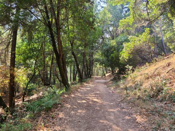 istock Redwood forest, Wunderlich County Park, Woodside, California 1351597574
