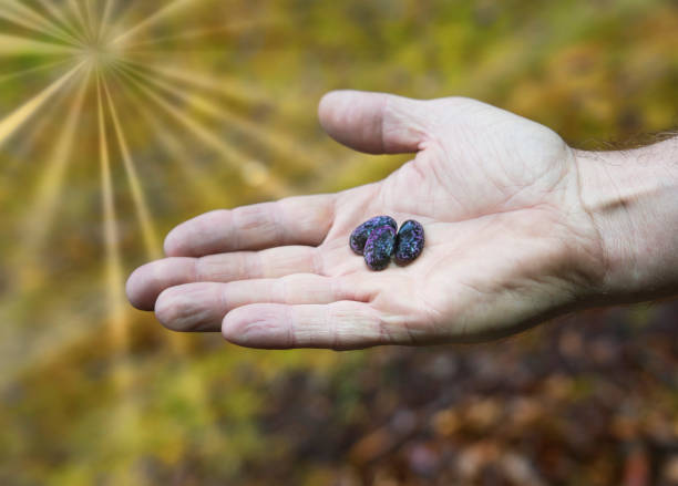 istock Hand holding colorful magic beans outside in a garden 1351602058