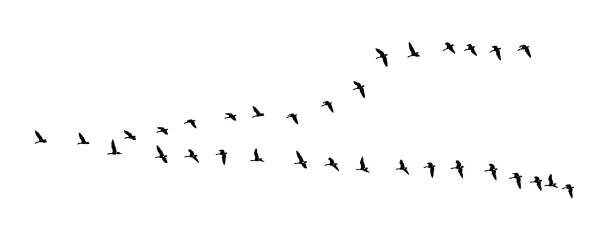 istock Flock of Canada Geese flying in formation 1351602072