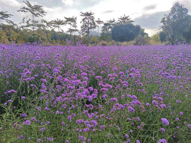 istock purple flowers 1351602667