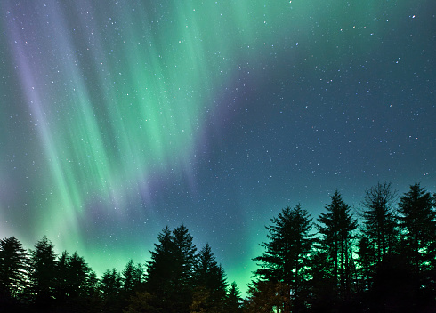 Aurora Borealis (northern lights) in purple and green in the night sky in Alaska with spruce and hemlock trees silhouetted.