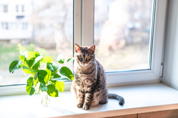 istock A cute tabby cat on the window sill 1351605255