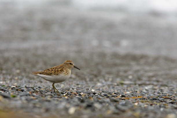 istock Least Sandpiper combing the beach of pebbles 1351606504