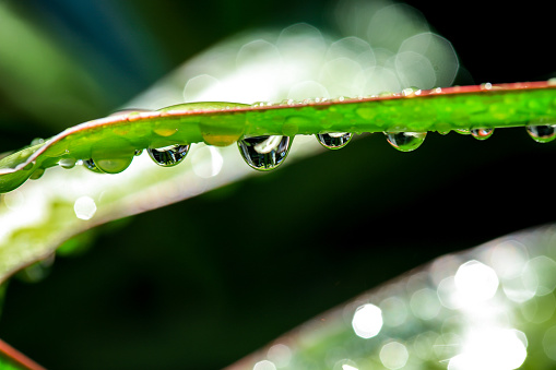 Waterdrop. Water Drop Leaf Environmental Conservation Balance Green Nature