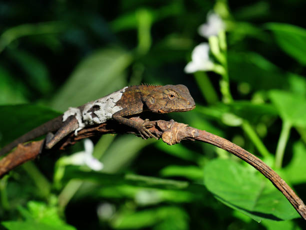 istock Changeable lizard with  natural green leaves in the background 1351608419
