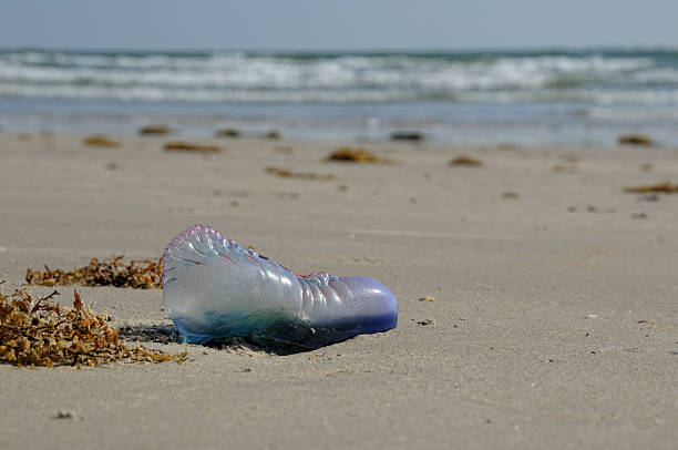 istock Portuguese Man of War on Beach 135161169