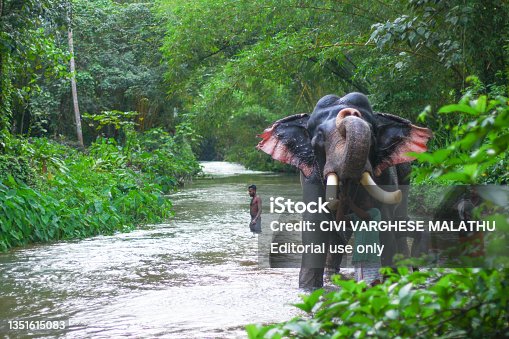 52 Elephant Bathing In Kerala Stock Photos, Pictures & Royalty-Free Images  - iStock