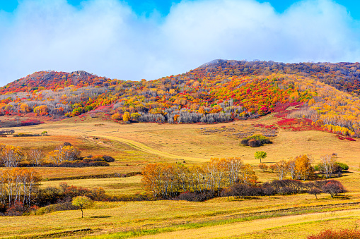 Colorful forest and mountain natural landscape in autumn. Beautiful autumn scenery in the Ulan Butong grassland, Inner Mongolia, China.