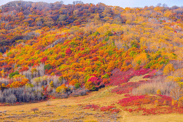 秋のカラフルな森と山の自然景観 - inner mongolia ストックフォトと画像