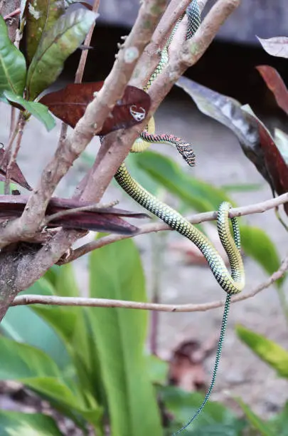 Photo of Barred tree snake slither on branch plant tree in garden outdoor