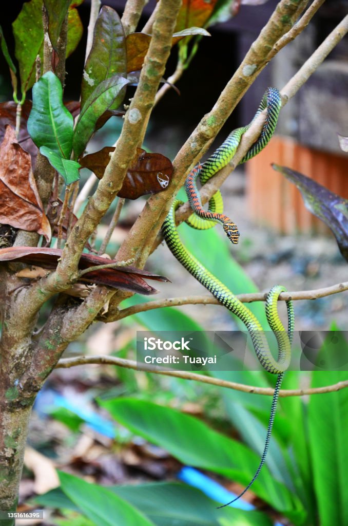 Barred tree snake slither on branch plant tree in garden outdoor Barred tree snake slither on branch plant tree in garden outdoor of jungle forest on Ao Nang Railay bay in Krabi, Thailand Anger Stock Photo
