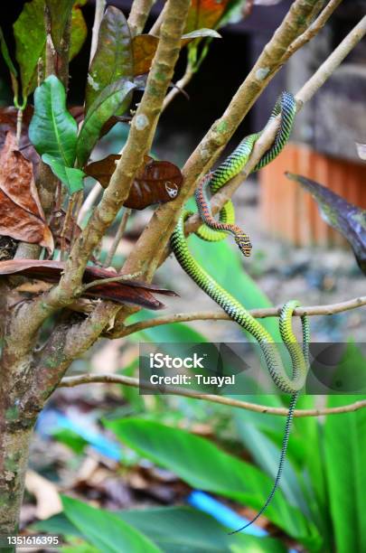 Barred Tree Snake Slither On Branch Plant Tree In Garden Outdoor Stock Photo - Download Image Now