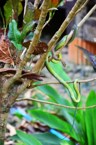 Photo of Barred tree snake slither on branch plant tree in garden outdoor