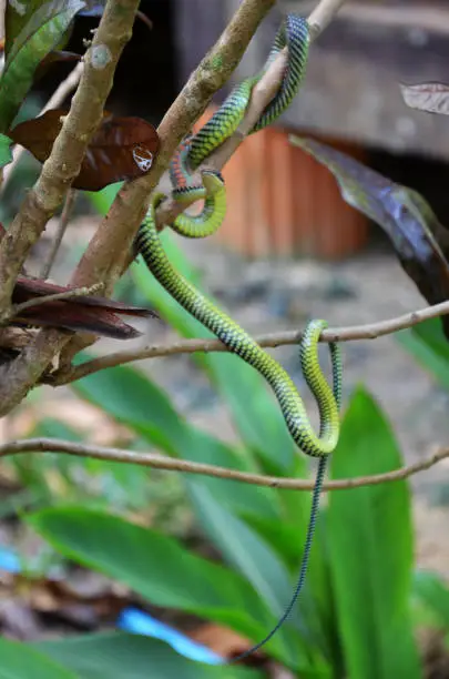 Photo of Barred tree snake slither on branch plant tree in garden outdoor