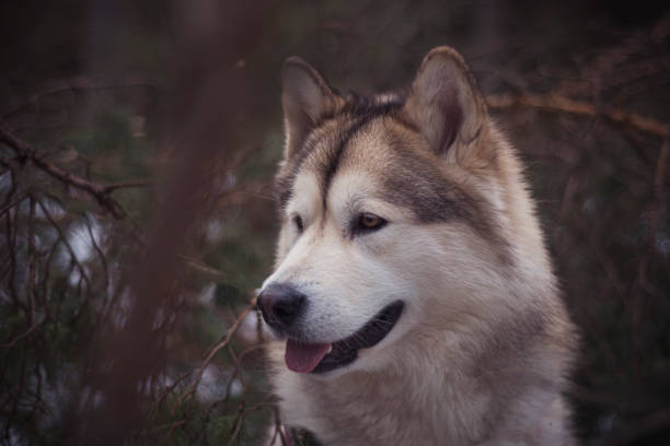 istock Alaskan Malamute girl in a forest 1351620845