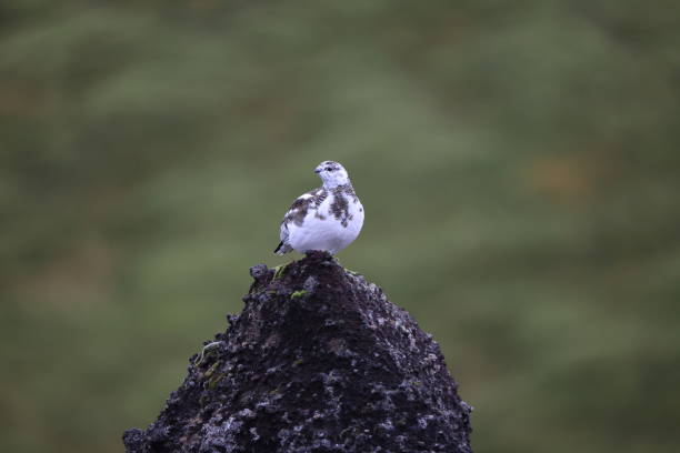 A rock ptarmigan (Lagopus muta) in white winter plumage,  Iceland