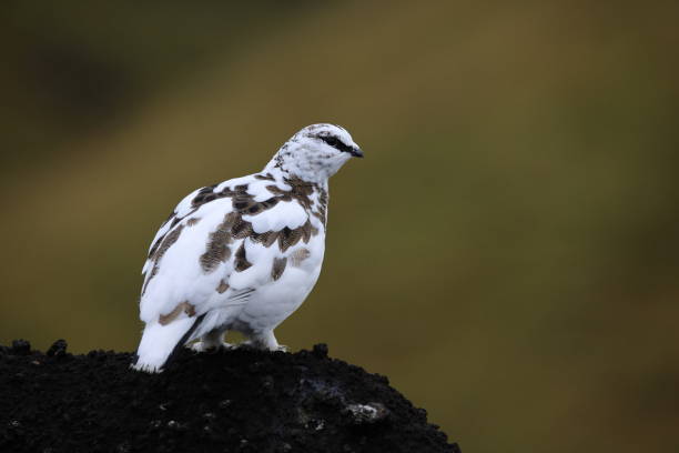 A ptarmigan in its winter plumage—stands out beautifully against the earthy tones of the tundra landscape. The bird's feathers are captured with lovely detail, and its stance suggests alertness, adding life and personality to the image. The muted background helps emphasize the subject while providing context for its natural habitat.