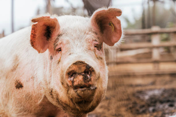 istock Pig facing the camera while standing on a dirty farm 1351621857