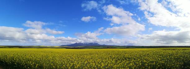 The Stirling Range in Western Australia Landscape Image of canola fields bluff knoll stock pictures, royalty-free photos & images