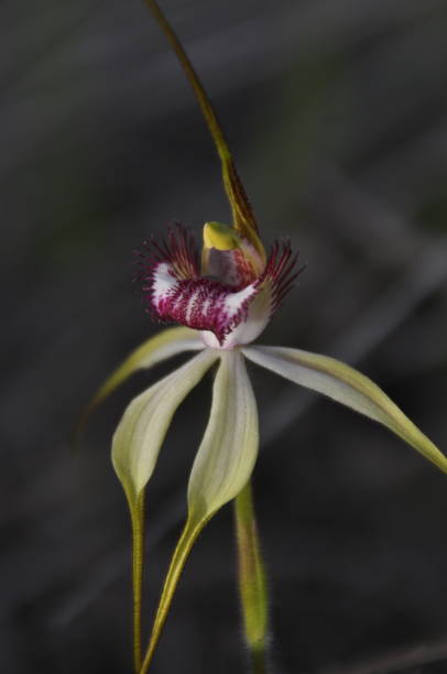 istock Native orchids of Western Australia. 1351624394