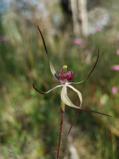 Western Australia's Drooping Spider Orchid