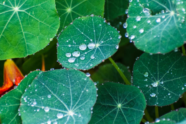 Water, Drop, Leaf, Nature, Environmental Conservation