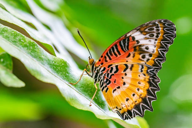 istock Orange and yellow winged butterfly close up 1351626141