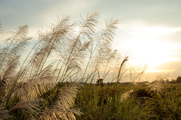 istock white and green grass in the background sky 1351627867