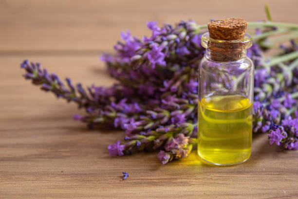 istock Lavender essential oil in a small bottle. Selective focus. 1351628843