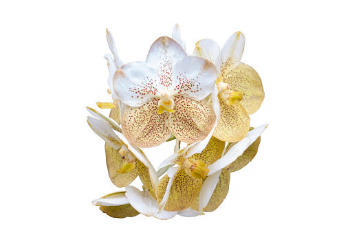 Yellow and white Orchid Vanda flower isolated on white background included clipping path.