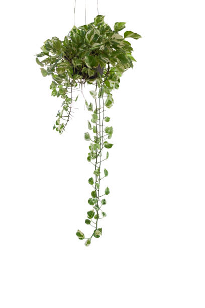 Peperomia scandens variegate or Cupid Peperomia hanging in black plastic pot isolated on white background included clipping path.