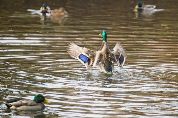 istock Mallard Duck on a Pond in Autumn 1351629186
