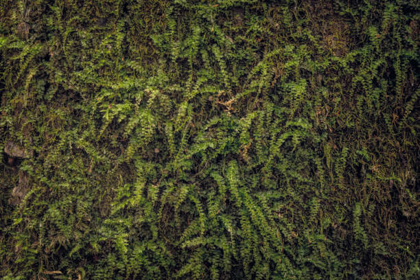 istock Natural background. Green forest moss on tree bark 1351631050