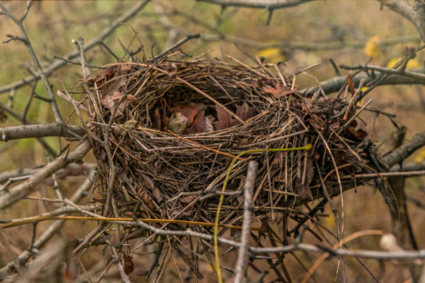 nido de pájaro abandonado en el bosque otoñal - wild abandon fotografías e imágenes de stock